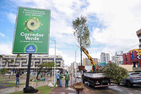 Salvador ganha reconhecimento internacional e se torna referência em arborização