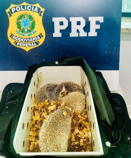 Ouriços exóticos são apreendidos pela PRF durante fiscalização na BR-116