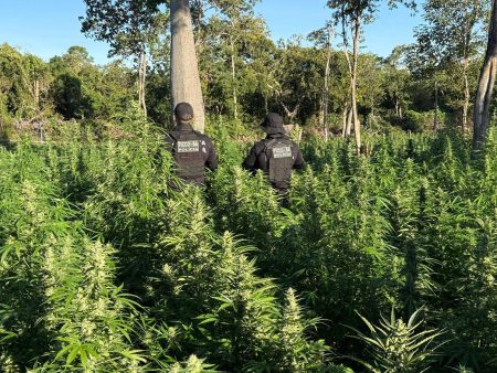 Operação integrada destrói plantio com 50 mil pés de maconha no Oeste