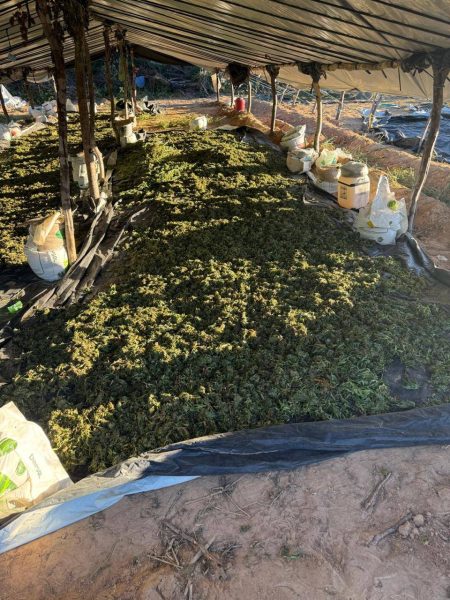 Forças de segurança incineram 140 mil pés de maconha no interior