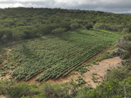 Operação erradica 125 mil pés de maconha no norte da Bahia