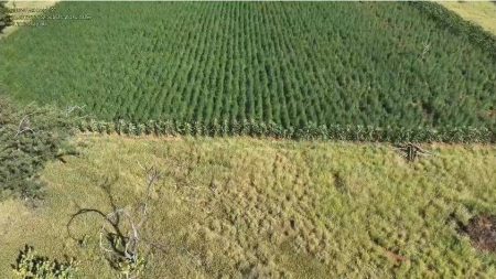 Polícia erradica 300 mil pés de maconha no interior da Bahia