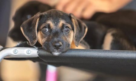 Lei define guarda compartilhada de animais