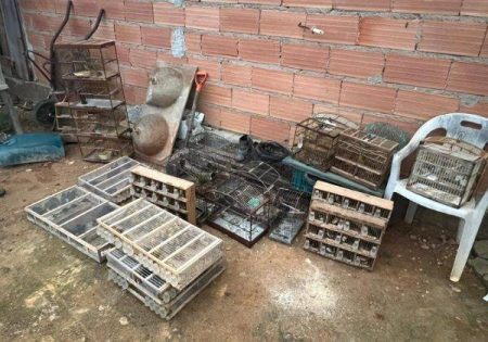 Operação “Ninho de Falcão”: Força-tarefa resgata 373 pássaros e prende traficantes no Extremo Sul da Bahia