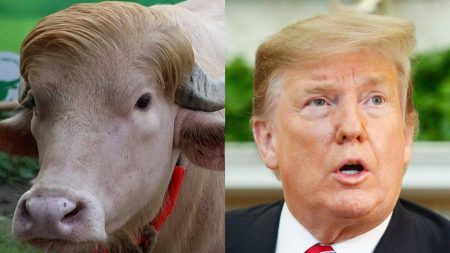 Búfalo albino que viralizou por semelhança com Donald Trump será sacrificado em ritual
