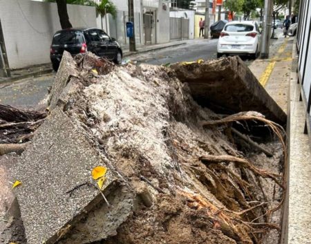 Bairro de Salvador fica sem energia após queda de árvore