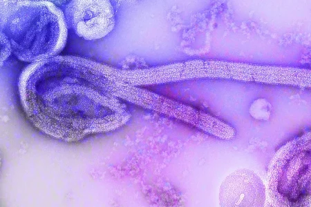 OMS declara emergência internacional após novo surto de ebola na África Central