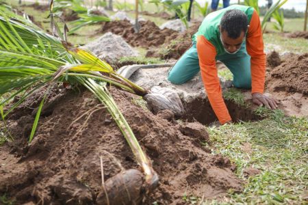 Prefeitura inicia plantio de 100 mudas nas orlas de Pituaçu e Amaralina nesta semana