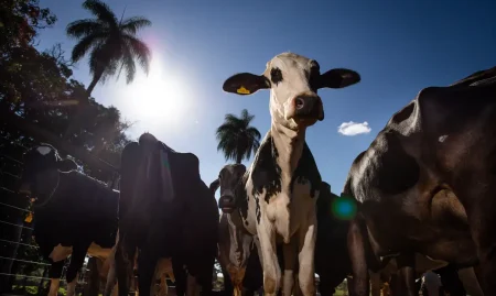 União Europeia veta importação de carne brasileira e suspende compras a partir de setembro