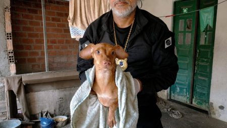 Cães são resgatados em imóvel com sinais de maus-tratos em Feira de Santana