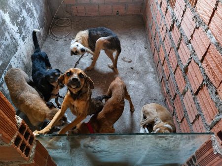 Homem é preso suspeito de realizar eutanásia irregular de cães no interior da Bahia