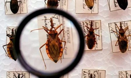 Estudo identifica circulação do parasita da doença de Chagas, em Salvador