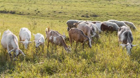 Ataque de cães mata seis cabras prenhes e causa prejuízo a criadores em Serrinha