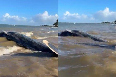 VÍDEO: Baleia-jubarte é encontrada morta na Praia da Gamboa