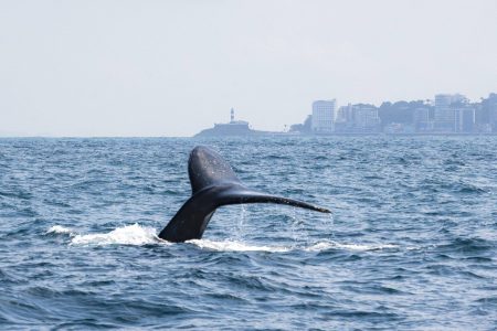 Projeto Baleia Jubarte inicia temporada de avistagem no Farol da Barra a partir de 15 de julho