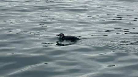 Pinguim é resgatado em área portuária de Salvador