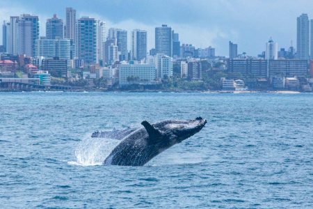 Temporada das baleias movimenta turismo de observação em Salvador
