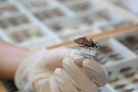 Brasil ganha nova opção de tratamento contra doença de Chagas infantil