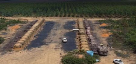 Ação do MP identifica mais de 200 hectares de desmatamento ilegal na Bahia