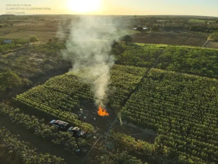 Operação destrói plantação de maconha avaliada em R$ 4 milhões na Bahia