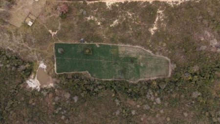 PF deflagra operação contra cultivo ilegal de maconha e bloqueia R$ 50 milhões de investigados