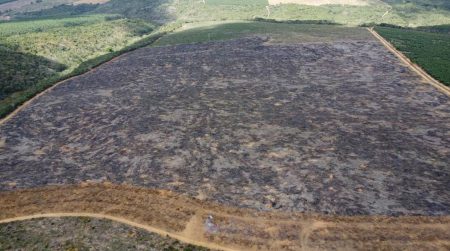 Fiscalização identifica 205 hectares de desmatamento ilegal na Bahia