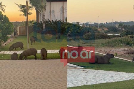 Jardim diferenciado? Capivaras são flagradas em condomínio de luxo na Bahia