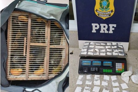 PRF resgata 17 aves silvestres e apreende 146g de cocaína em ônibus na Bahia