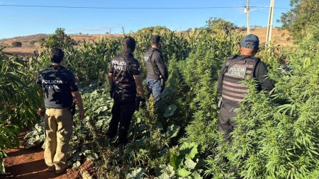 Suspeito de tráfico e cultivo de maconha é preso no interior da Bahia