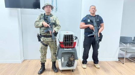 Suspeito de contrabando de macacos-prego é detido em Salvador