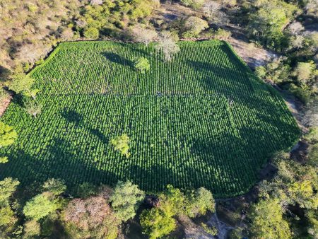 35 mil pés de maconha são encontrados e destruídos em área de mata na Bahia
