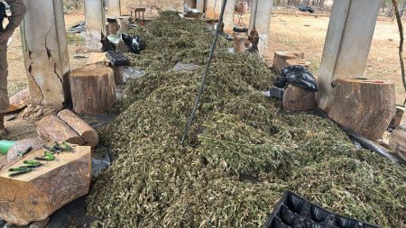 PF deflagra operação contra grupo suspeito de cultivar e distribuir maconha no Nordeste