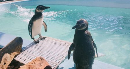 Encontrou um pinguim na praia? Saiba o que fazer