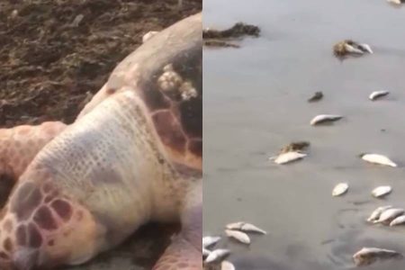 Peixes mortos voltam a aparecer em praia de Saubara e preocupam moradores