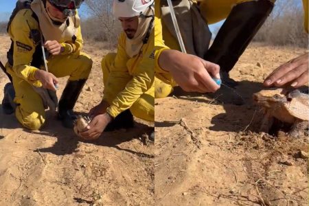 Incêndio de grandes proporções atinge área rural de Pilão Arcado
