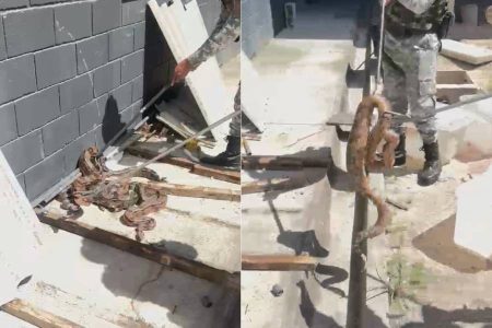 Quatro jiboias são resgatadas no Complexo Penal da Mata Escura