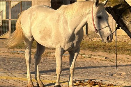 Cavalo de R$ 100 mil é localizado após suspeitos negociarem animal na Bahia
