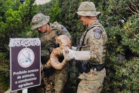 Jiboia gigante é encontrada em jardim de prédio e mobiliza policiais em Salvador