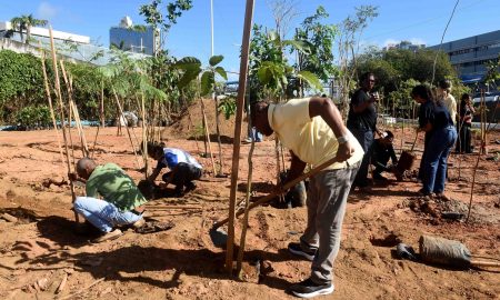 Salvador planta 3,6 mil árvores em área de 5 mil m²; veja onde fica a microfloresta