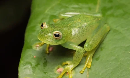 Rã de pouco mais de 2 centímetros é identificada como nova espécie no Cerrado